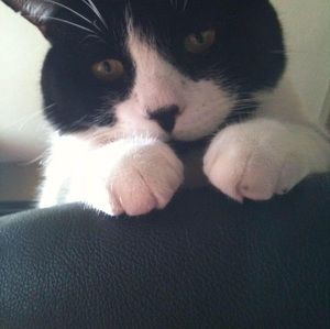 Meet your Posher, Patti